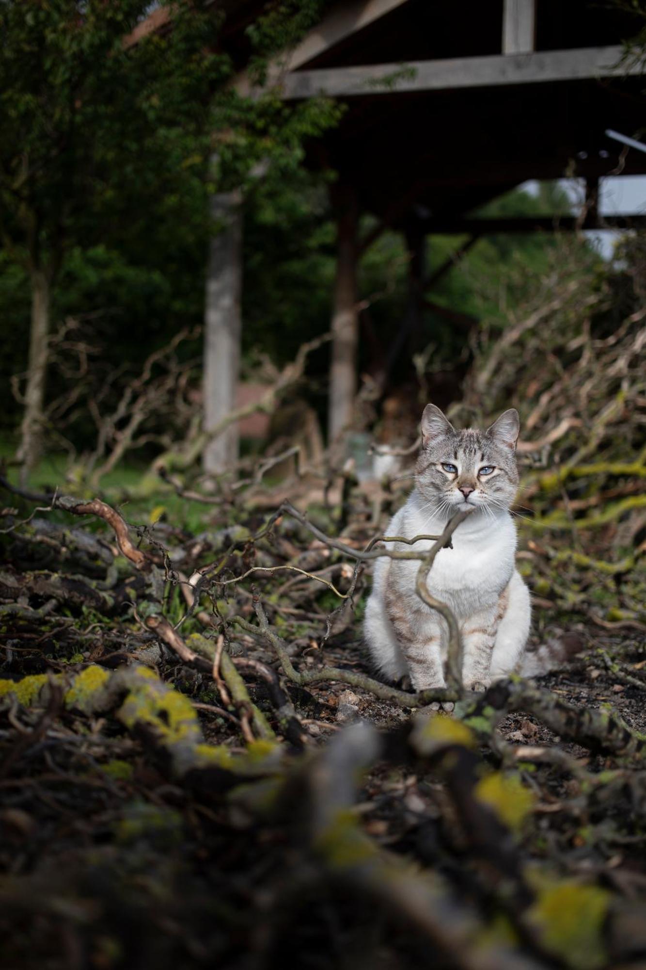 Le Chat Blanc Versols-et-Lapeyre Exterior foto