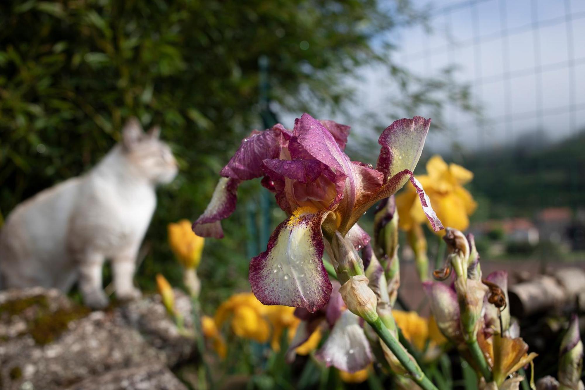 Le Chat Blanc Versols-et-Lapeyre Exterior foto